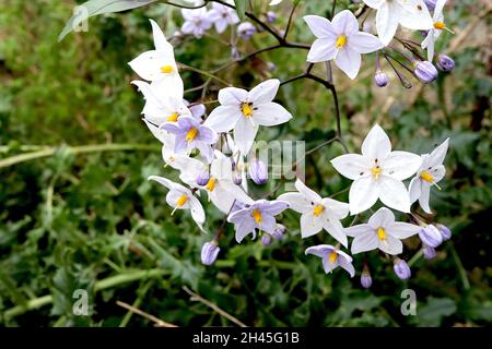 Solanum laxum ‘Bleu’ Weißkartoffelrebe - weiße sternförmige Blüten und mauve Blütenknospen in offenen Trauben, Oktober, England, Großbritannien Stockfoto