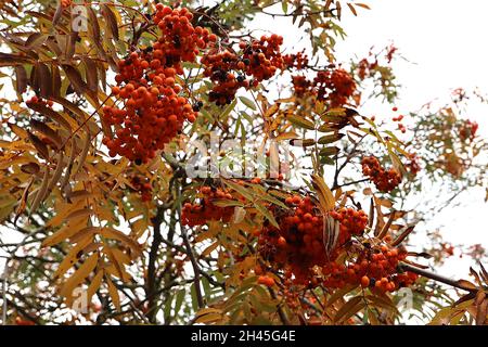 Sorbus acuparia Eberesche – dichte Trauben von Orangenbeeren und dunkelgrünen gefiederten Blättern, Oktober, England, Großbritannien Stockfoto