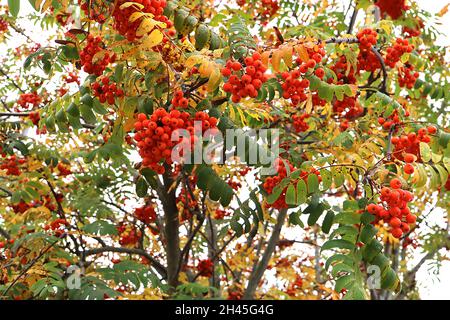 Sorbus acuparia Eberesche – dichte Trauben von Orangenbeeren und dunkelgrünen gefiederten Blättern, Oktober, England, Großbritannien Stockfoto