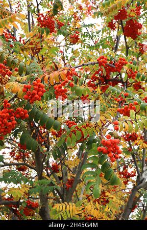 Sorbus acuparia Eberesche – dichte Trauben von Orangenbeeren und dunkelgrünen gefiederten Blättern, Oktober, England, Großbritannien Stockfoto