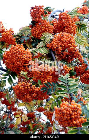 Sorbus acuparia Eberesche – dichte Trauben von Orangenbeeren und dunkelgrünen gefiederten Blättern, Oktober, England, Großbritannien Stockfoto