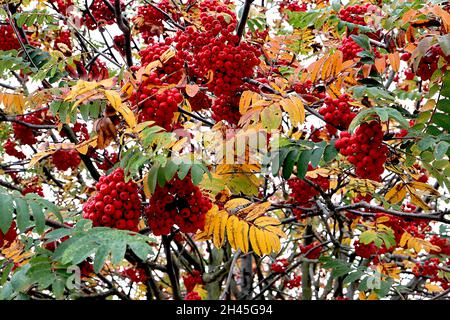 Sorbus acuparia Eberesche – dichte Trauben aus roten Beeren und dunkelgrünen gefiederten Blättern, Oktober, England, Großbritannien Stockfoto