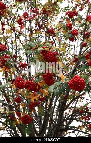 Sorbus acuparia Eberesche – dichte Trauben aus roten Beeren und dunkelgrünen gefiederten Blättern, Oktober, England, Großbritannien Stockfoto