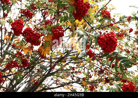 Sorbus acuparia Eberesche – dichte Trauben aus roten Beeren und dunkelgrünen gefiederten Blättern, Oktober, England, Großbritannien Stockfoto