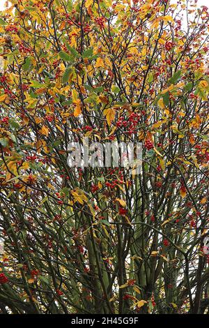 Sorbus acuparia Eberesche – dichte Trauben aus roten Beeren und dunkelgrünen gefiederten Blättern, Oktober, England, Großbritannien Stockfoto