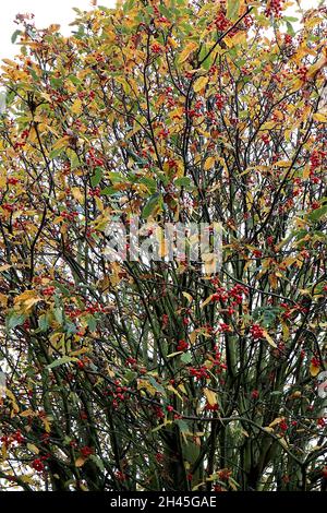 Sorbus acuparia Eberesche – dichte Trauben aus roten Beeren und dunkelgrünen gefiederten Blättern, Oktober, England, Großbritannien Stockfoto