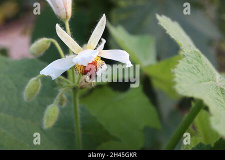 Sparrmannia Africana Afrikanischer Hanf – weiße hängende Blüten mit gelben und dunkelroten Staubgefäßen, große ahornähnliche Blätter, sehr hohe Stängel, Oktober, Großbritannien Stockfoto