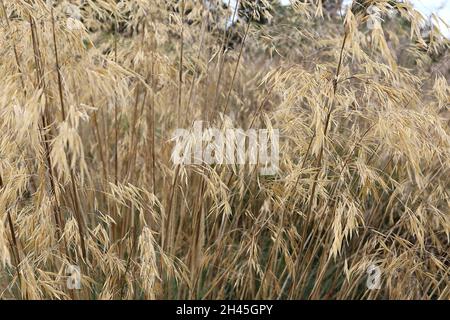 Stipa gigantea goldener Hafer – weit verteilte Buff-Goldspikelets in lockeren Rispen an sehr hohen Buff-Stielen, Oktober, England, Großbritannien Stockfoto