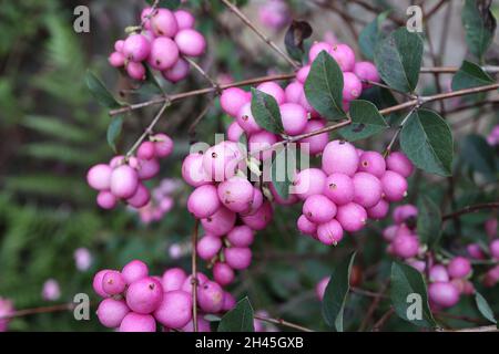 Symphoricarpos x doorenbosii ‘Mother of Pearl’ Snowberry Mother of Pearl – Trauben matter mittelrosa Beeren, Oktober, England, Großbritannien Stockfoto