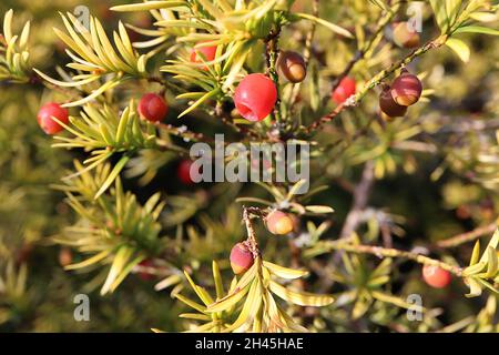 Taxus baccata ‘Fastigiata Aureomarginata’ Irische Eibe – rosarote, beerenartige Arillen und Quirlen aus sehr kleinen, linearen, mittleren grünen Blättern mit gelben Rändern, Stockfoto