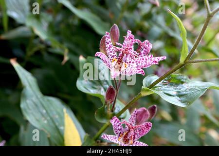 Tricyrtis formosana ‘Dark Beauty ‘ Krötenlilie Dark Beauty – weiße, orchideenartige Blüten mit unregelmäßigen violetten Flecken und breiten, lanzförmigen Blättern Stockfoto