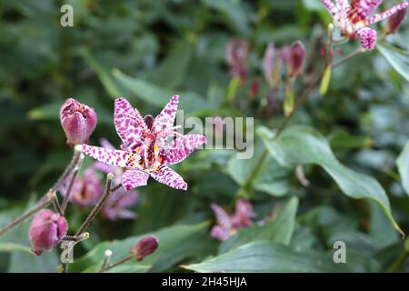 Tricyrtis formosana ‘Dark Beauty ‘ Krötenlilie Dark Beauty – weiße, orchideenartige Blüten mit unregelmäßigen violetten Flecken und breiten, lanzförmigen Blättern Stockfoto