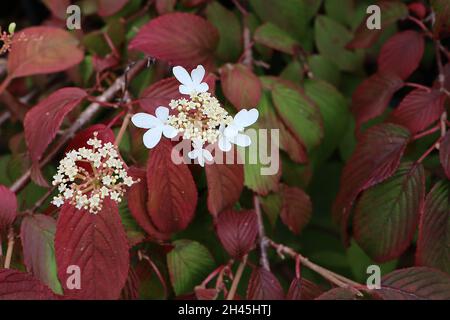 Viburnum plicatum f tomentosum ‘Kilimandscharo Sunrise’ kuppelierte Büschel weißer Blüten und tief geäderter hängender kastanienroter Blätter, Oktober, England, Stockfoto