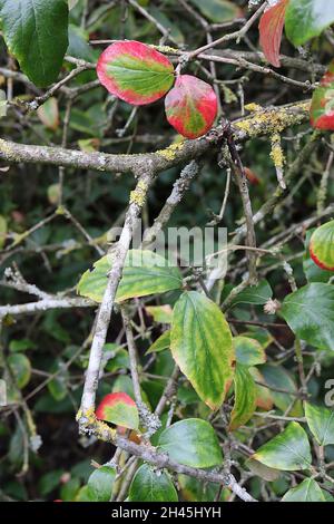 Viburnum x burkwoodii Arrowwood – duftende kleine rosa und weiße Blütenstände, Oktober, England, Großbritannien Stockfoto