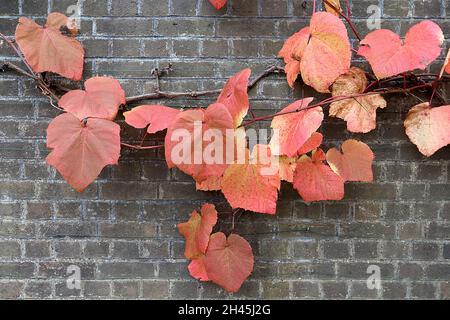 Vitis coignetiae purpurrote Glory Rebe – sehr große, orangefarbene, faltige Blätter, leicht gelappt, Oktober, England, Großbritannien Stockfoto