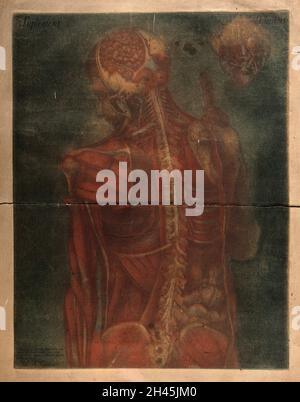 Kopf und Rumpf einer männlichen Ecorché-Figur, von hinten dargestellt, mit den Muskeln und Nerven angezeigt. Colour mezzotint von J. F. Gautier d'Agoty nach sich selbst, 1759. Stockfoto