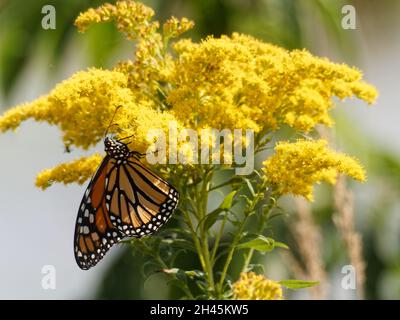 Ein Monarch-Schmetterling auf einer Goldrute-Blume. Quebec, Kanada Stockfoto