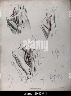 Das Kreislaufsystem: Sektionen der Leistengegend und des Oberschenkels eines Mannes (?), wobei die Arterien rot gekennzeichnet sind. Kolorierte Lithographie von J. Maclise, 1841/1844. Stockfoto