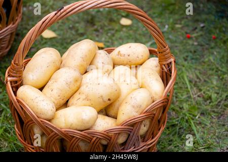 Gewaschene Kartoffeln in einem Korbkorb. Nahaufnahme. Stockfoto