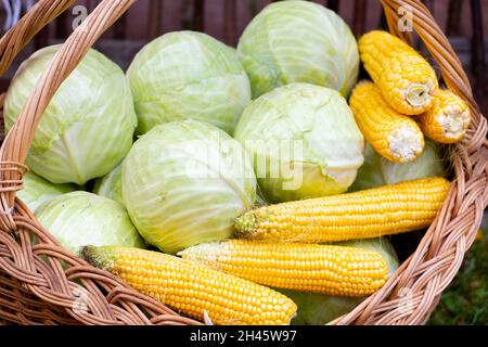 Weißkohl, gelber Mais und gelber Kohl im Weidenkorb. Nahaufnahme. Stockfoto