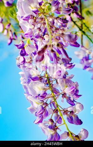 Am 1. April 2014 wird in Bayou La Batre, Alabama, eine chinesische Glyzinie abgebildet. Wisteria ist eine holzige, windige Rebe aus China. Stockfoto