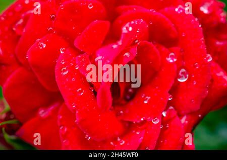 Regentropfen glitzern auf einer bengalischen roten Chinarose (Rosa chinensis) im Garten, 8. April 2014, in CODEN, Alabama. Stockfoto