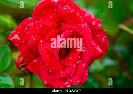 Regentropfen glitzern auf einer bengalischen roten Chinarose (Rosa chinensis) im Garten, 8. April 2014, in CODEN, Alabama. Stockfoto