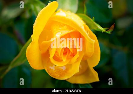 Regentropfen glitzern auf einer gelben Teerose (Rosa hybrida) im Garten, 8. April 2014, in CODEN, Alabama. Stockfoto