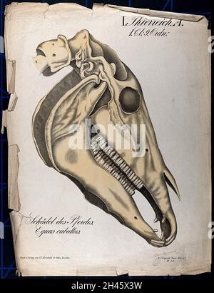 Schädel eines Pferdes. Chromolithographie, 1877. Stockfoto