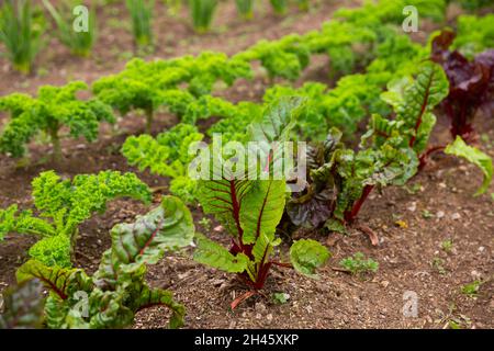 Die Reihen der Ernte der Rüben im Garten draußen, niemand Stockfoto