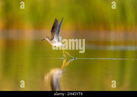 Lesser Yellowlegs heben seine Flügel und schleppen seine Füße, während es vom Jamaica Bay Wildlife Refuge, Gateway National Recreation Area, Queens, NY, abhebt Stockfoto