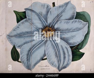 Ein Garten clematis (Clematis x jackmanii): Eine große Blume. Farbige Lithographie. Stockfoto
