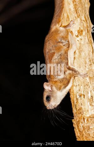 Südliches fliegendes Eichhörnchen in einem Baum Stockfoto