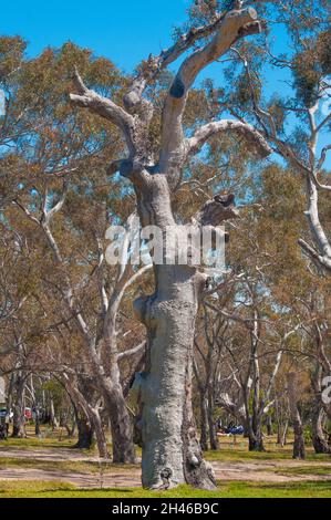 Dead Tree Trunk bietet Nistplätze für einheimische Wildtiere im You Yangs Regional Park, Victoria, Australien Stockfoto