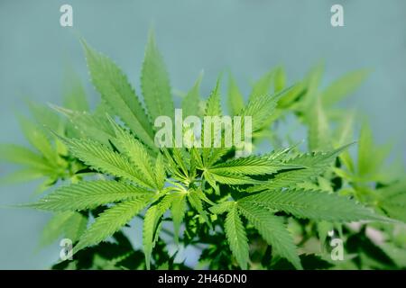 Draufsicht auf Cannabispflanze mit blauem Hintergrund, außen. Nahaufnahme einer Cannabispflanze, die im Hinterhof für den persönlichen Konsum angebaut wird. Selektiver Fokus. Stockfoto