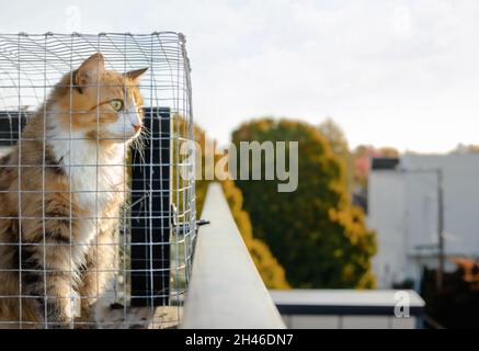 Katze, die in einem Gehege im Freien sitzt, während sie sich etwas interessiertes ansieht. CAT befindet sich in einem Hühnerdrahtkasten auf der Dachterrasse des Gebäudes Stockfoto