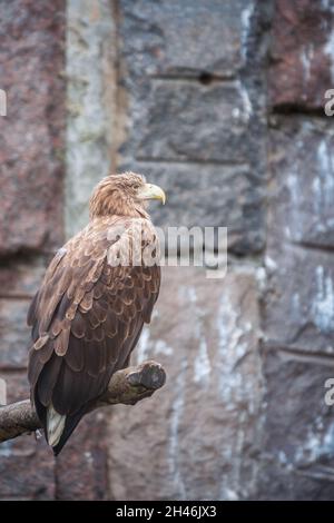 Großer und majestätischer Greifvogeladler, Haliaeetus albicilla, thront auf einem Ast. Es ist sehr große Arten von Seeadlern weit verbreitet acros Stockfoto