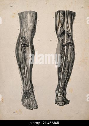 Nerven und Muskeln der Beine: Zwei Figuren. Lithographie von N.H Jacob, 1831/1854. Stockfoto