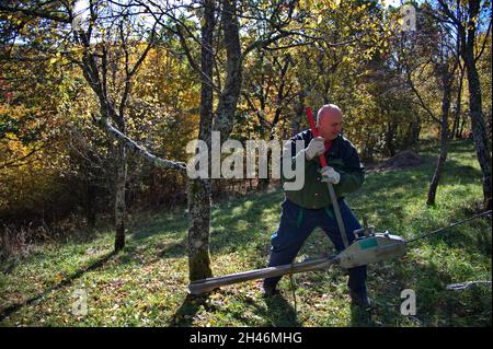 Mann, der beim Schneiden des Baumes Ausrüstung zum Ziehen des Baumstamms verwendet Stockfoto