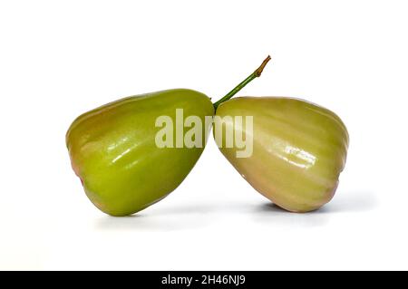 Zwei reife und verzehrfertige Rosenäpfel, bekannt als Jambu Madu Deli, haben eine grüne Farbe und einen sehr süßen Geschmack. Diese Art kommt aus Deli Indonesien. Stockfoto