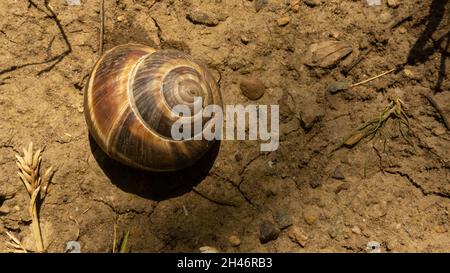 Braune Traubenschnecke liegt auf dem Hintergrund eines Grasnarbensegras Stockfoto