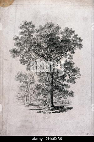 Ulmenbaum (Ulmus-Arten) in einer Parklandschaft mit Menschen an der Basis. Ätzen, c. 1817, nach J. Martin. Stockfoto