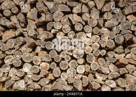 Haufen trockener Baumstämme auf dem Land. Stockfoto
