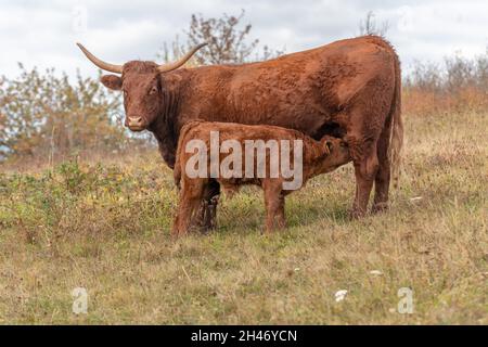 Salers Kuh, die ihr Kalb auf einer Weide absät. Stockfoto