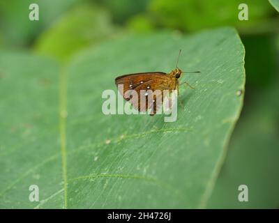 Chestnut Bob Butterfly auf Blatt mit natürlichem grünen Hintergrund, weiße Flecken auf braunem Insektenflügel Stockfoto