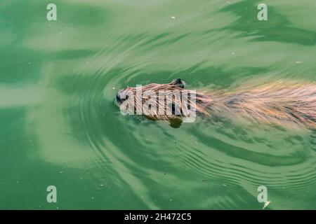 Biberschwimmen im grünen Wasser, Nahaufnahme. Der Blick von oben. Ein wildes Tier in seinem Lebensraum. Stockfoto