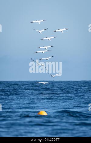 Bildung von Flying Gantets, Nordsee Stockfoto