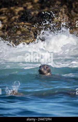 Grausiegel (Halichoerus grypus), Farne-Inseln Stockfoto