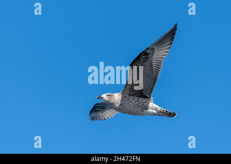Unreife Silbermöwe Stockfoto