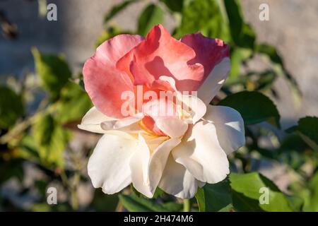 Rose mehrfarbige mehrjährige blühende Pflanze. Zarte Blume blühenden ornamental mit Dornen richtig für Geschenk valentinstag Jubiläum. Essbar verwendet, um foo Stockfoto